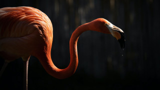 Flamingo dark primitivism animalphoto macro - its beak open free wallpaper
