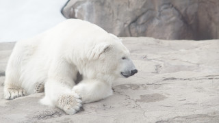 Polar bear rock zoo ecological - the zoo free wallpaper