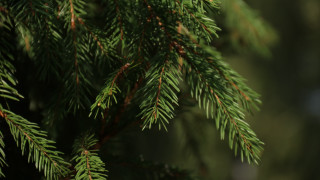 Pine needle branch blurry background 2 - needle and needles free wallpaper