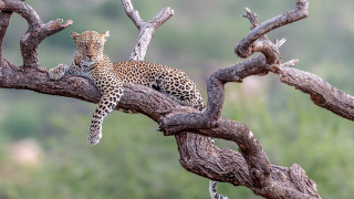 Leopard tree branch wildlife photography - wild free wallpaper