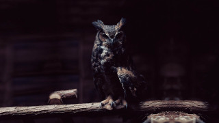 Owl branch dark room wooden - a wooden fence post free wallpaper