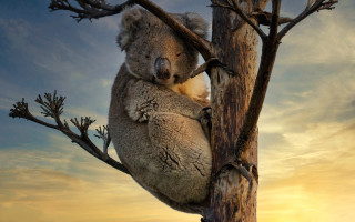 Koala tree sunset beach ocean - aloysius okelly free wallpaper