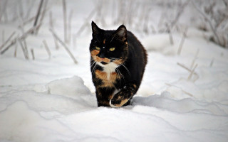 Cat snowy woods blurry winter - in the wood free wallpaper