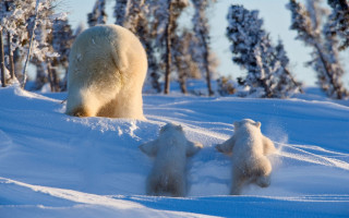 Polar bear cubs snow forest 4 - a polar bear free wallpaper
