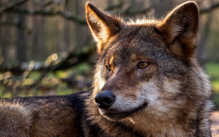 Wolf woods sitting depthoffield realistic - caspar wolf free wallpaper