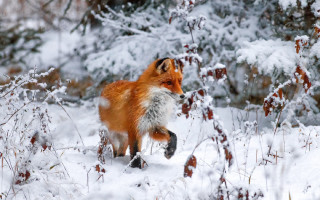 Red fox snowy forest blood - a red fox free wallpaper