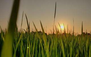 Sunset tallgrass tiltshift lensflare nature - tall grass free wallpaper