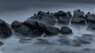Black white rocks bird fog - top of them free wallpaper