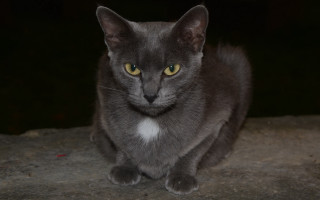 Gray cat yellow eyes rock - a gray cat free wallpaper