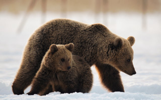 Mother bear cub snow trees - her cub free wallpaper