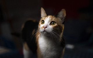 Cat looking up blurry background 9 - 8 5 mm f 1. free wallpaper