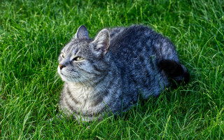 Sad cat in grass looking - neoplasticism free wallpaper