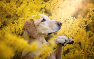 Dog field autumn leaves sunset - his paw free wallpaper