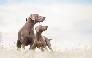 Dogs tallgrass sky neoclassicism tiltshift - two dog free wallpaper
