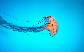Jellyfish red spot blue ocean - jellyfish free wallpaper