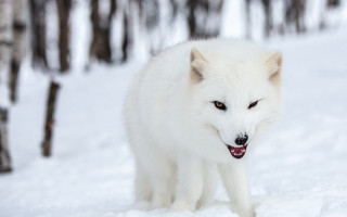 White wolf snowy woods furry - tongue free wallpaper