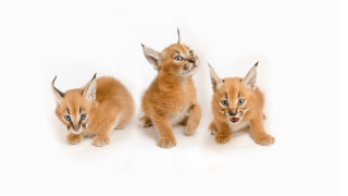Three kittens white background blue - carlos catasse free wallpaper for desktop