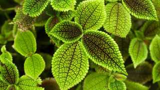 Green plant leaf brown spot - spot free wallpaper
