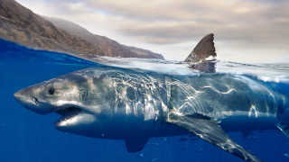Shark ocean mountain planet beach - damien hirst free wallpaper