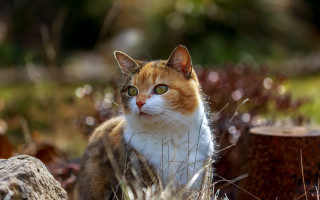 Cat grass stump neoplasticism animal - a stock photo free wallpaper