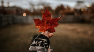 Person leaf field autumn blurry - a person holding free wallpaper
