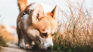 Dog grass searching blurry depthoffield - dof free wallpaper