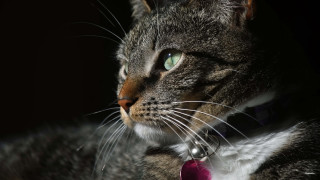 Cat pink tie green eyes - its neck free wallpaper