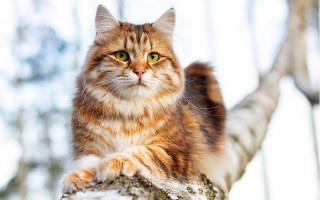 Cat regal arabesque staring on - regal free wallpaper