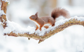 Squirrel branch snow nature tiltshift - a squirrel free wallpaper