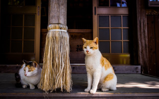 Cats porch broom doorway night - two cat free wallpaper