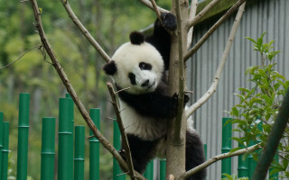 Panda climbing bamboo jungle cute - free forest wallpaper