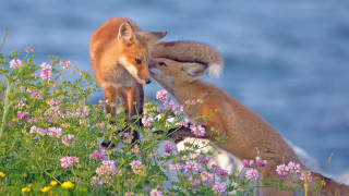 Foxes lake flower field wildlife - lush free wallpaper for desktop
