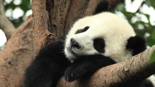 Panda sleeping in tree tranquil - a branch of a tree free wallpaper