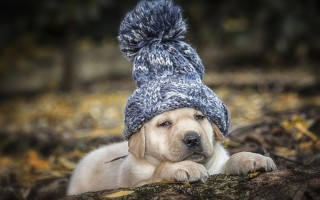 Dog hat pompom paw relaxing - a dog free wallpaper for desktop