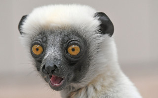 Monkey yellow eye white fur - a close up of a monkey with free wallpaper