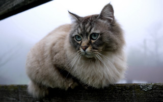Cat blue eyes wooden fence - a wooden fence post free wallpaper