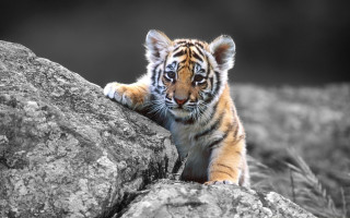 Tiger cub climbing rock wildlife - the rock free wallpaper