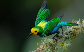 Colorful bird perched branch moss 4 - moss free wallpaper