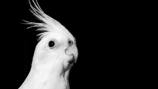 White cockatoo black background photorealism - christopher williams free wallpaper