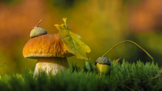 Mushroom leaf background macro award - a leaf free wallpaper