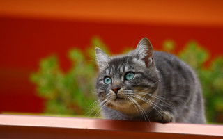 Blue eyed cat ledge plant - a ledge free wallpaper