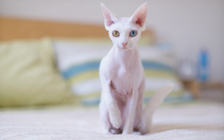 White cat bed blue eyes - catrin g grosse free wallpaper