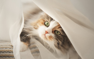 Black cat peeking white sheet - striped free wallpaper