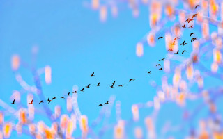 Flock birds blue sky tiltshift - a flock of birds free wallpaper