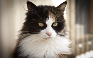Black white cat green eyes 6 - cat free wallpaper