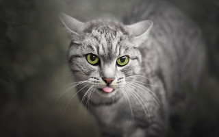 Black cat green eyes tongue - its tongue free wallpaper