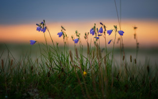 Blue flower field sunset nature - a lush green field of grass free wallpaper