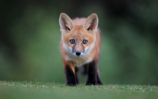 Small fox woods curious blue - curious free wallpaper