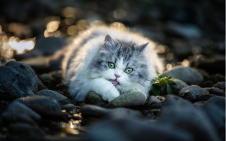 Cat green eye rock portrait - a portrait free wallpaper
