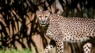 Cheetah grass fence tall tree - a wooden fence behind free wallpaper
